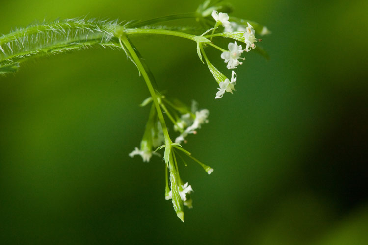 wooly sweet-cicely flowers