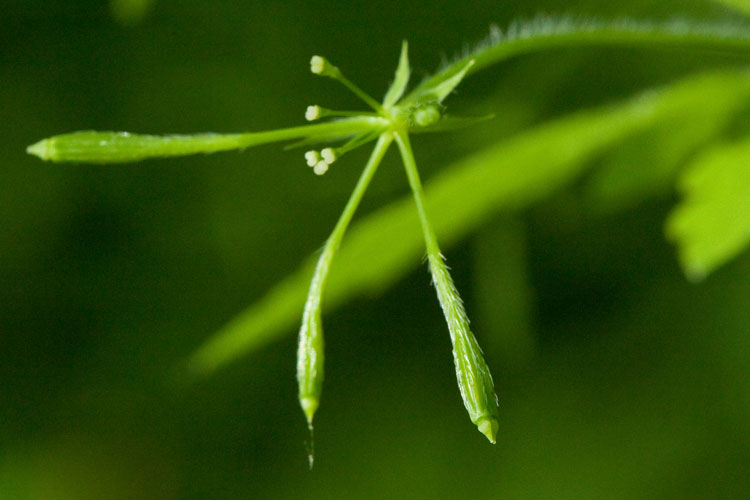 wooly sweet-cicely fruit