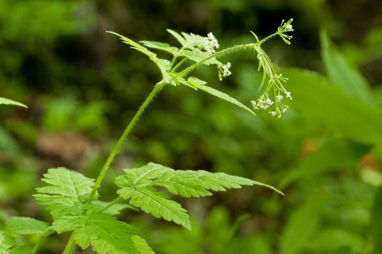 wooly seet-cicely