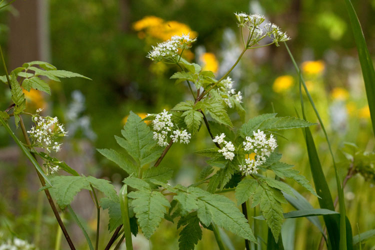 smooth sweet-cicely