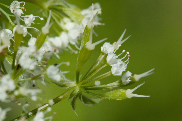 sweet-cicely flowers