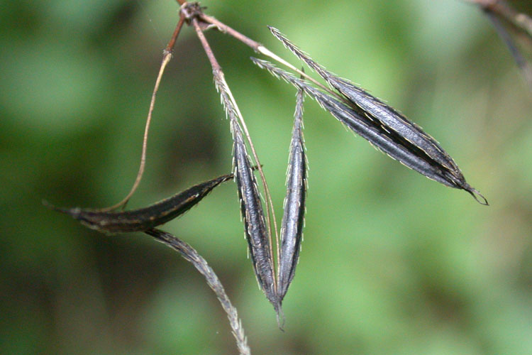 sweet-cicely fruit