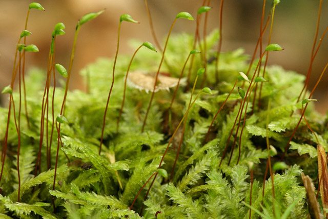 Plagiothecium denticulatum