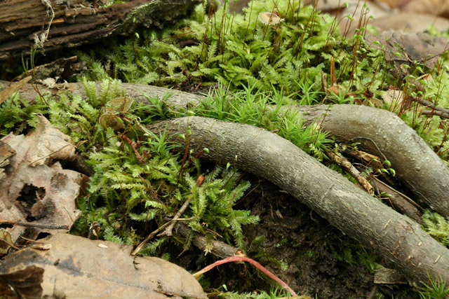 Plagithecium denticulatum