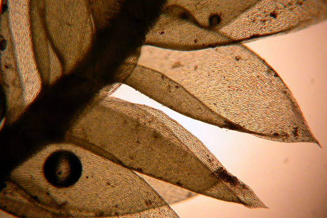 Plagiothecium microscope view