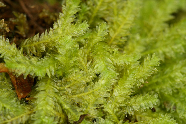 Plagiothecium denticulatum stems