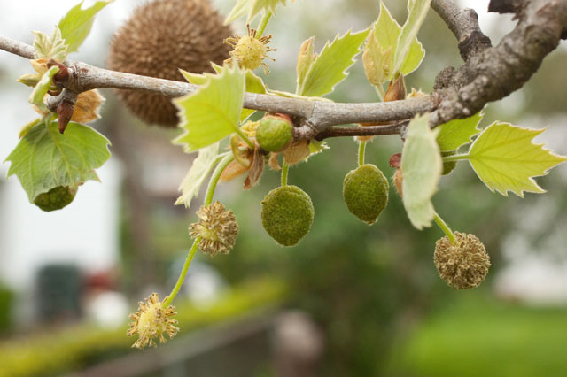 staminate sycamore heads