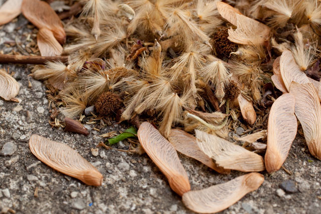 sycamore staminate capitulum