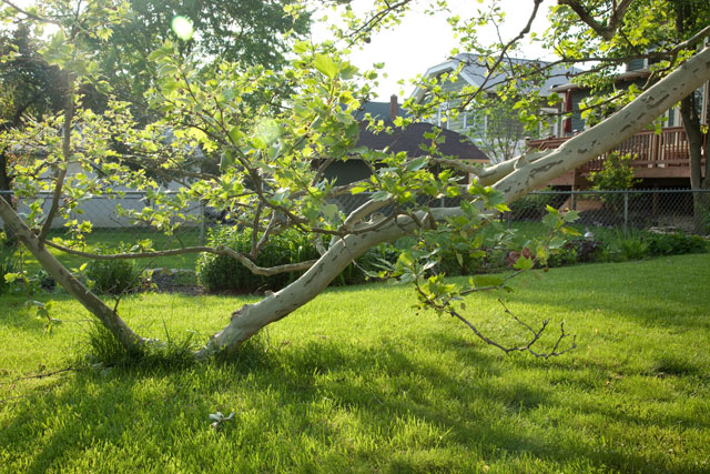 low branch of sycamore