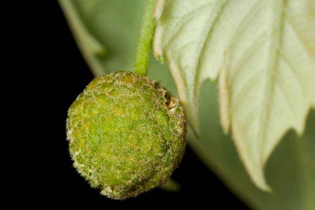 sycamore staminate head