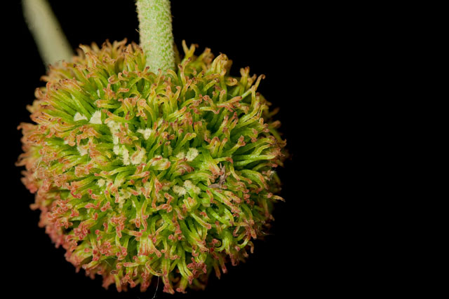 sycamore pistillate head closeup