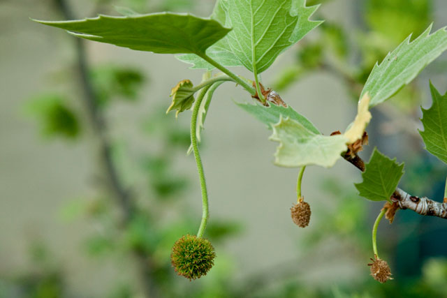 sycamore pistillate flowers