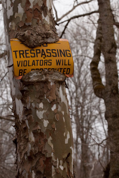 signeating sycamore