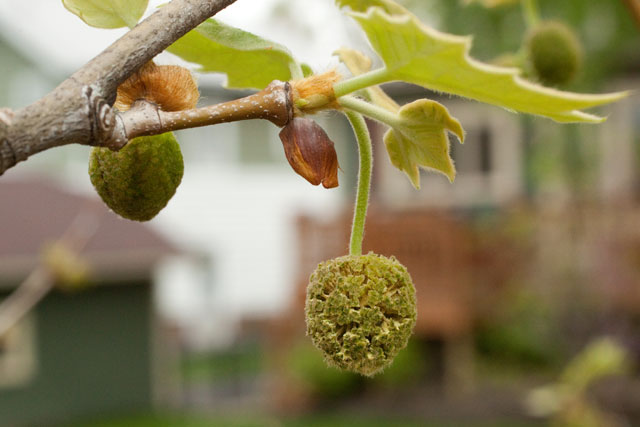 sycamore staminate head dehiscing