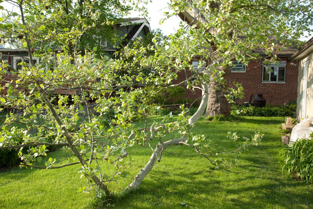 American sycamore