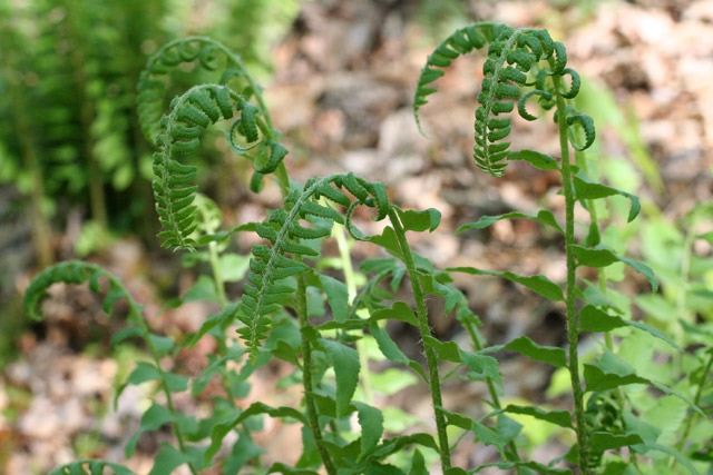 Christmas fern