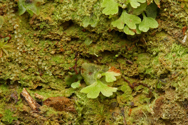 Christmas fern gametophytes