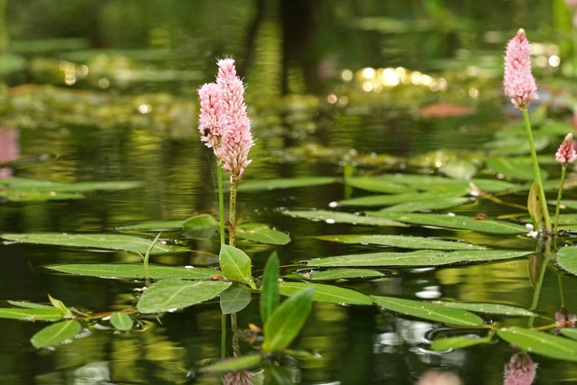 water smartweed plant