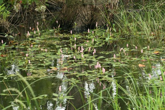 Water smartweed