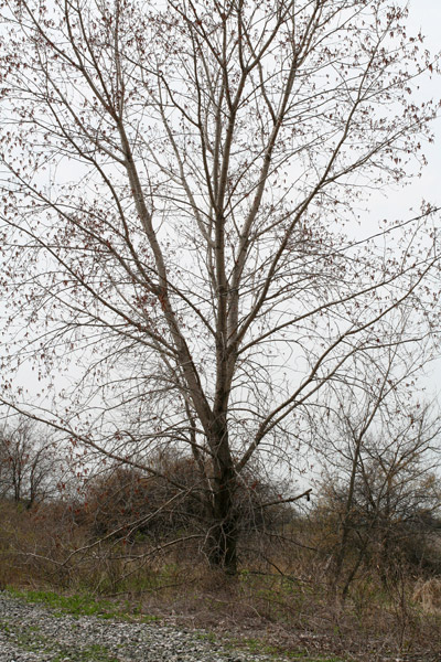 eastern cottonwood