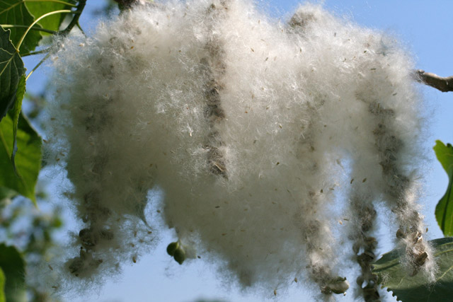 cottonwood cotton