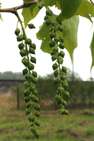 cottonwood catkin