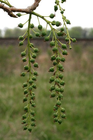 cottonwood catkin