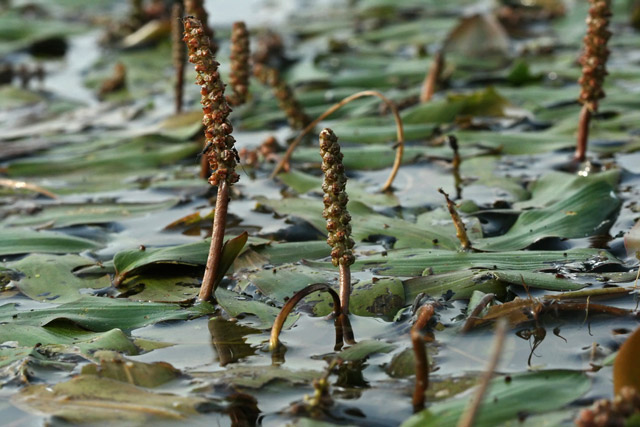 floating pondweed