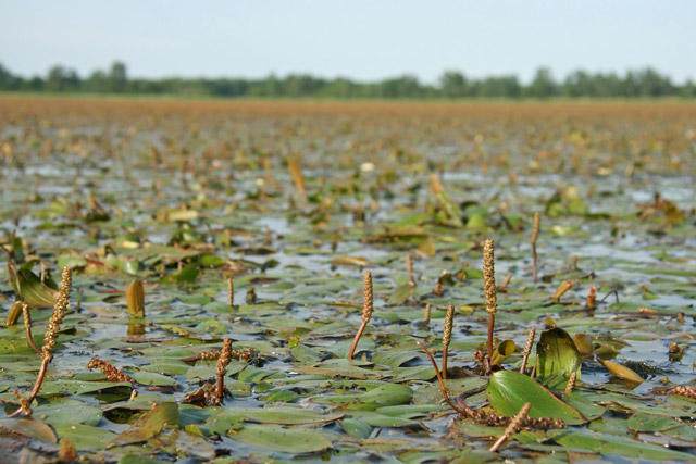 floating pondweed at Killdeer Plains