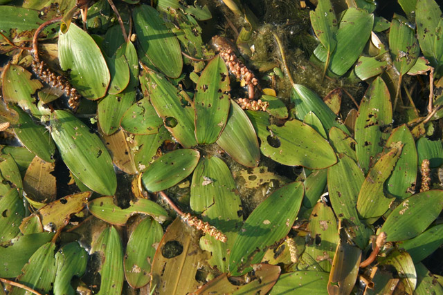 floating pondweed overhead view