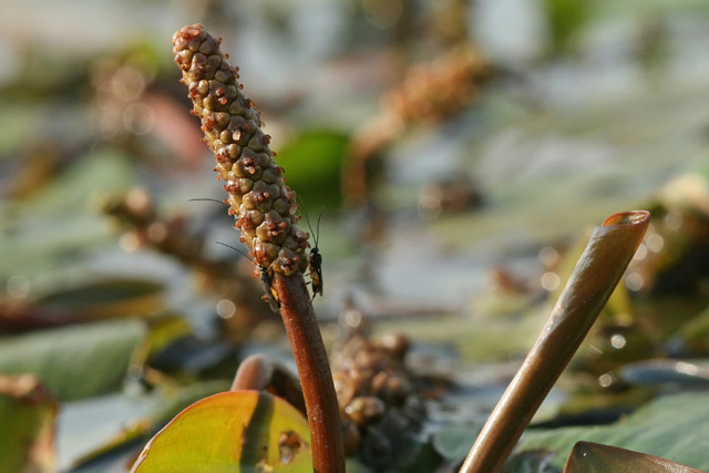 floating pondweed flowers