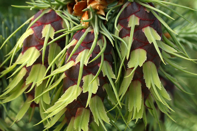 Douglas-fir young cone