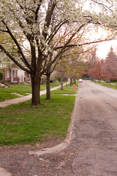 Callery pear