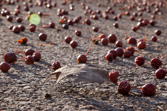 crabapples