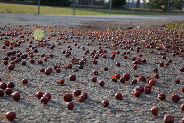 crabapples on parking lot