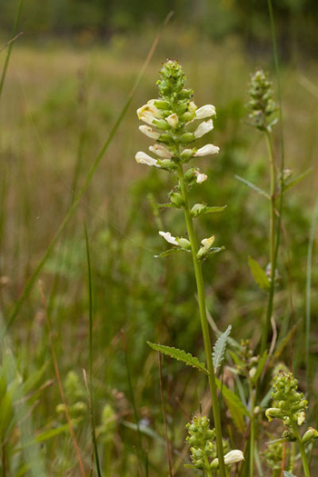 swamp lousewort