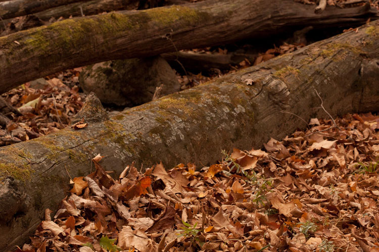 coarse woody debris