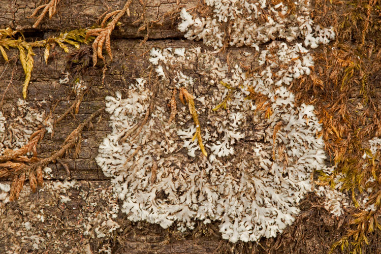 Phaeophyscia adiastola