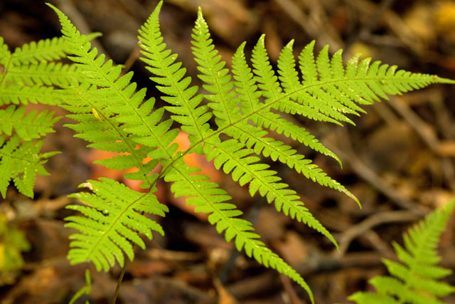 broad beech fern