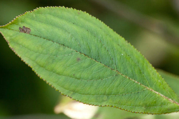 chokeberry leaf