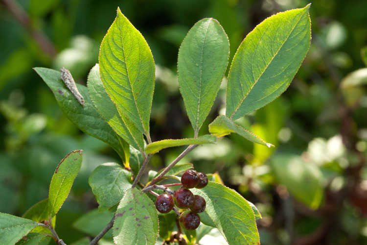 purple chokeberry