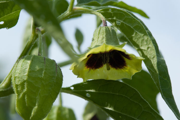 long-leaved ground-cherry