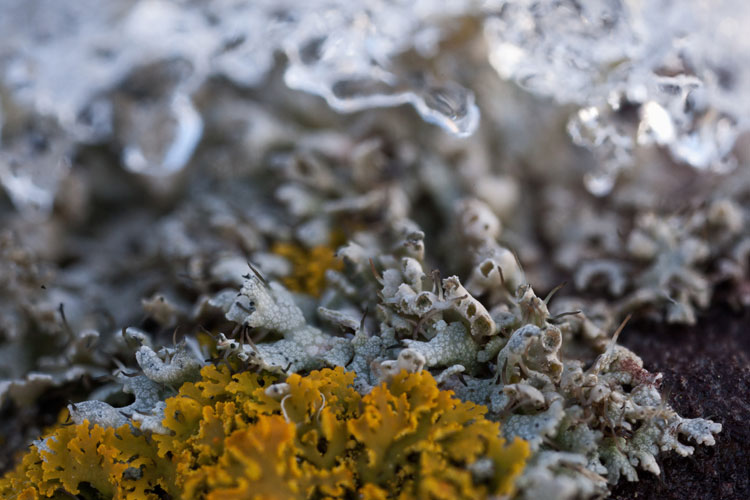 Physcia adscendens