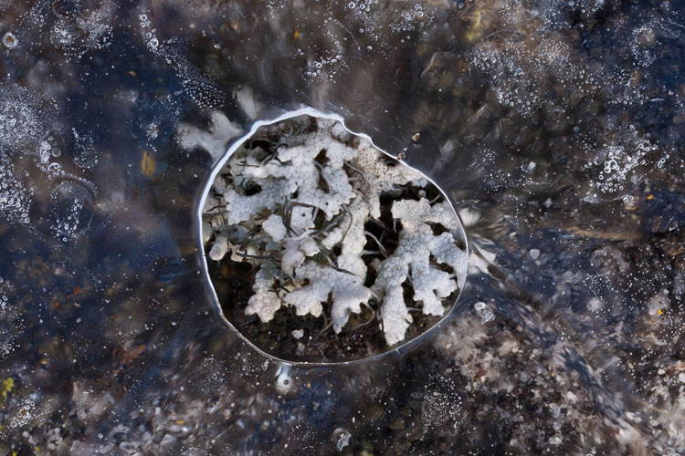 Physcia adscendens