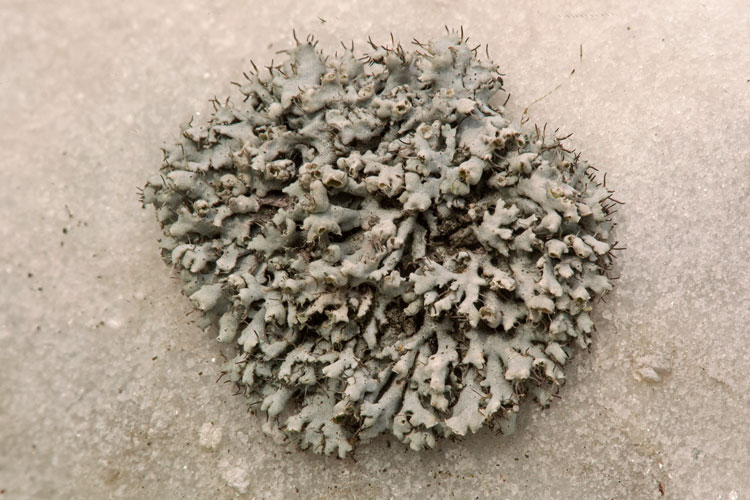 Physcia adscendens