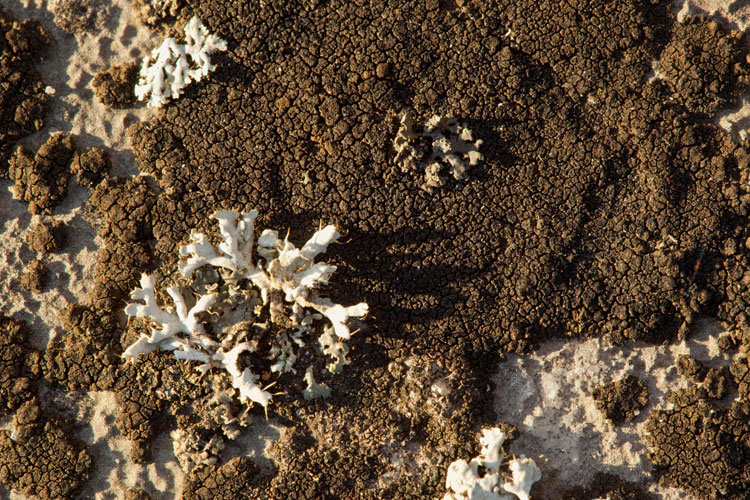 mystery lichen