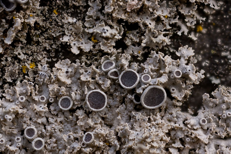 Physcia millegrana