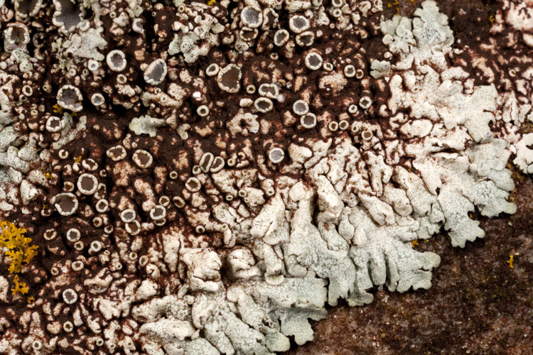 Physcia phaea