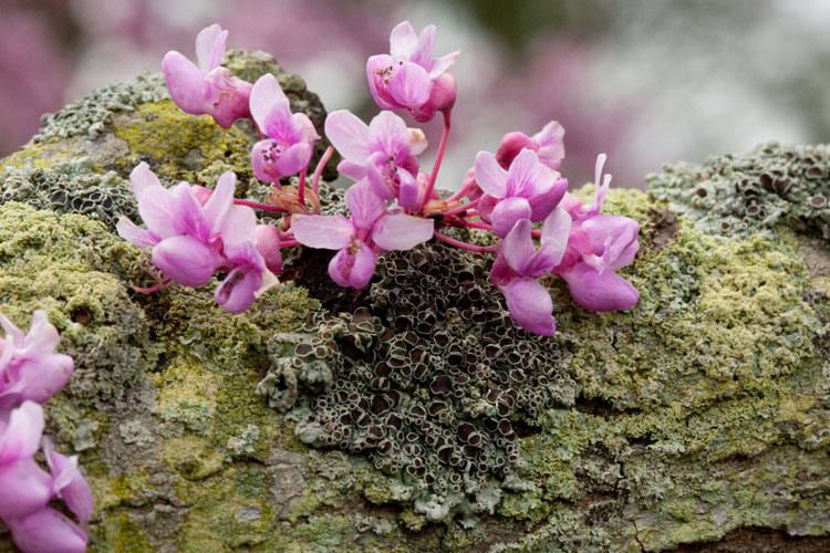 redbud and lichen