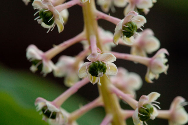 pokeweed